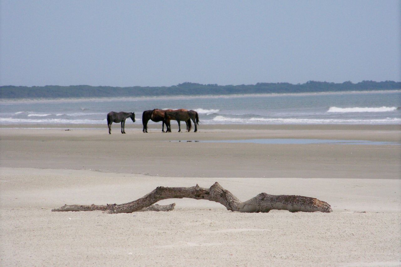 <strong>The island's horses. </strong>The horses on Cumberland Island are feral, wild animals and aren't managed by the National Park Service. Visitors should keep a safe distance and not feed, water or bother them.
