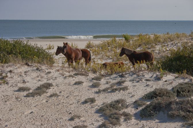 <a href="http://www.nps.gov/asis/naturescience/horses.htm" target="_blank" target="_blank">Assateague Island National Seashore</a> is home to feral horses. The national seashore is located in Maryland and Virginia, and each state has a herd of horses. 