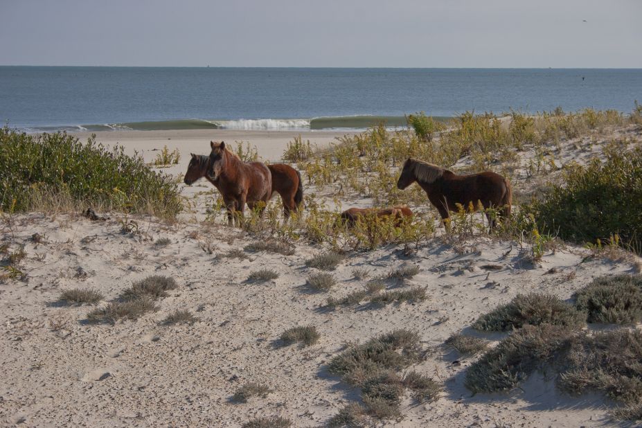 <a href="http://www.nps.gov/asis/naturescience/horses.htm" target="_blank" target="_blank">Assateague Island National Seashore's</a> horses are feral, which means they used to be domesticated but have returned to a wild state. The national seashore is located in Maryland and Virginia, and each state has a herd of horses. The National Park Service manages the Maryland herd, shown here. 