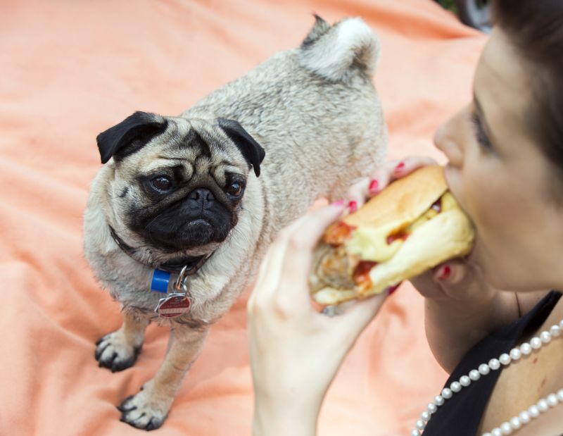 pug food in summer