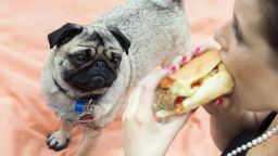 Here's a look at how our canine friends spent their summer, starting with Ole, who had his eyes on a hot dog rather than fellow dogs at a pug dog meeting in Berlin.