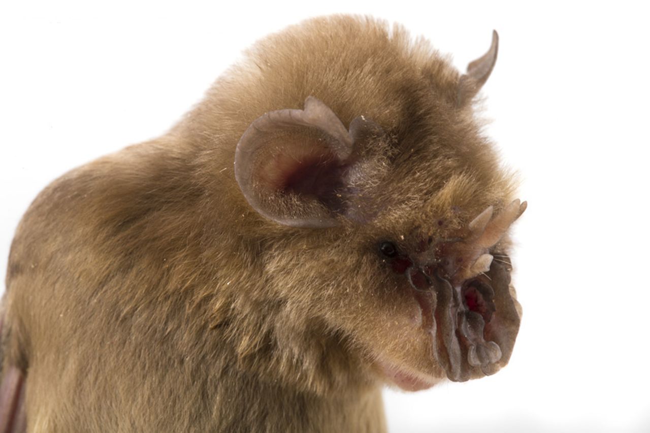 In April a team of scientists embarked on the first comprehensive biodiversity study in Gorongosa National Park, Mozambique. Pictured is the "Chewbacca bat" (Triaenops persicus) -- which was given its nickname because of its resemblance to the Star Wars character.