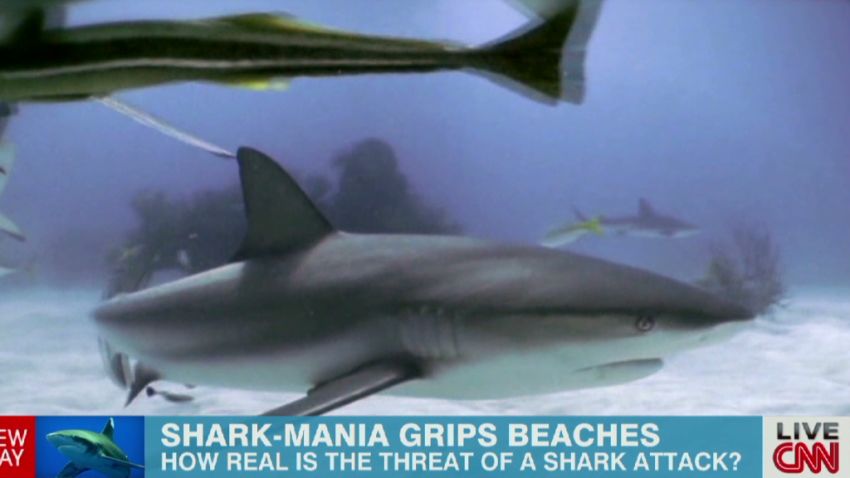 exp newday berman shark sightings_00003904.jpg