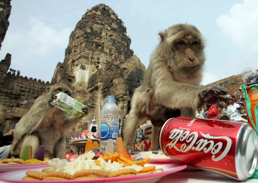 In a bid to woo tourists, Thailand's Lopburi province started up the annual Monkey Buffet Festival. Last year, more than 4,400 pounds of fruit and vegetables (and the odd soda) was served up to the region's primates.