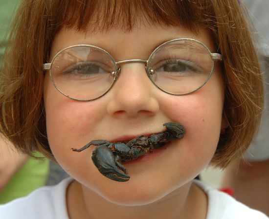 A one-day insect festival sponsored by the North Carolina Museum of Natural Sciences, Bugfest attracts 25,000 visitors a year and serves up a range of creepy, crawly dishes. This year's festival theme is scorpions.