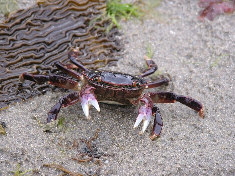 Purple crabs inhabit the park's 73 miles of Pacific Coast.