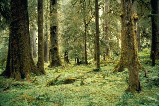 Olympic's Hoh and Quinault temperate rain forests receive more than 12 feet of rainfall each year.