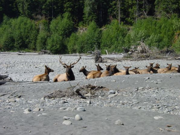 Herds of Roosevelt elk can be seen throughout the park's mountainous and forested areas.