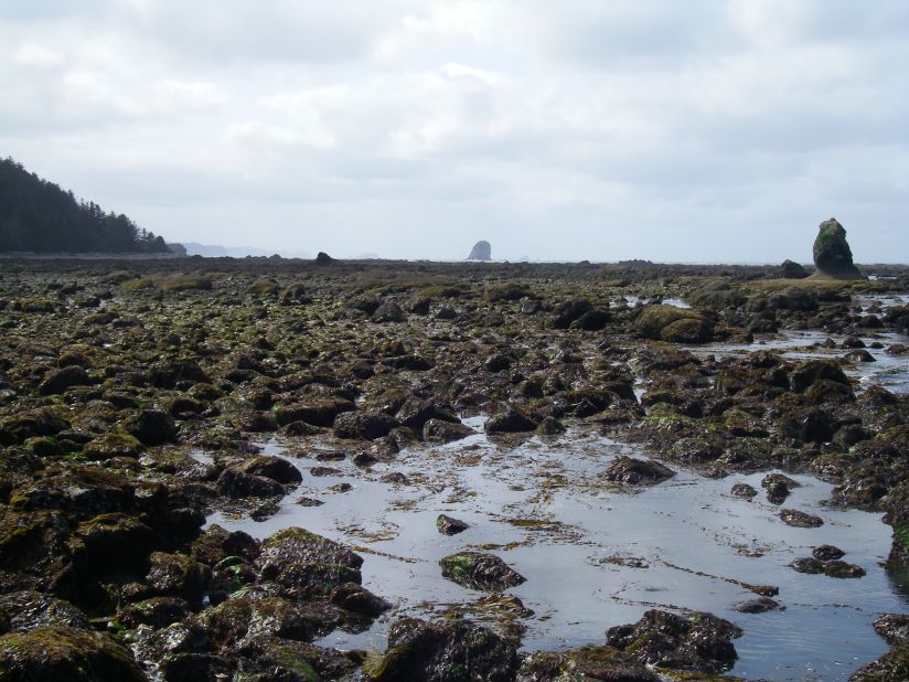 Coastal tide pools are home to a variety of maritime creatures.