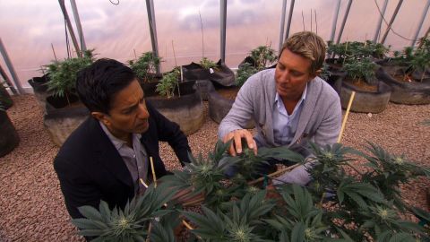 The brothers started the <a href="http://realmofcaring.com/" target="_blank" target="_blank">Realm of Caring Foundation</a>, a nonprofit organization that provides cannabis to adults and children suffering from a host of diseases. Here Josh Stanley, right, gives CNN's Dr. Sanjay Gupta a tour.<br />