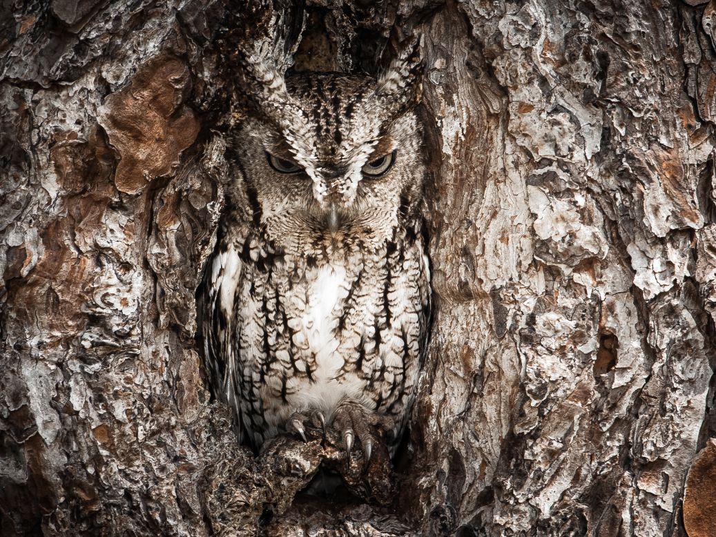 <strong>Merit: Portrait of an Eastern Screech Owl</strong><br />Photo and caption by Graham McGeorge/<a href="http://travel.nationalgeographic.com/travel/traveler-magazine/photo-contest/2013/" target="_blank" target="_blank">National Geographic Traveler Photo Contest</a>.<br />Graham McGeorge says: "Masters of disguise. The Eastern Screech Owl is seen here doing what they do best. You better have a sharp eye to spot these little birds of prey."