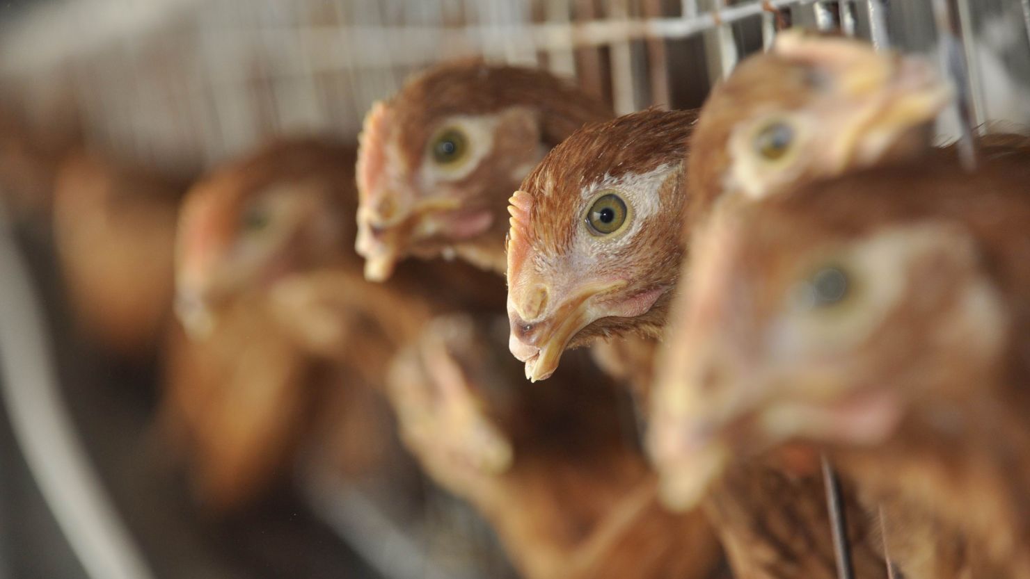 Chickens are seen at a poultry farm in China. 