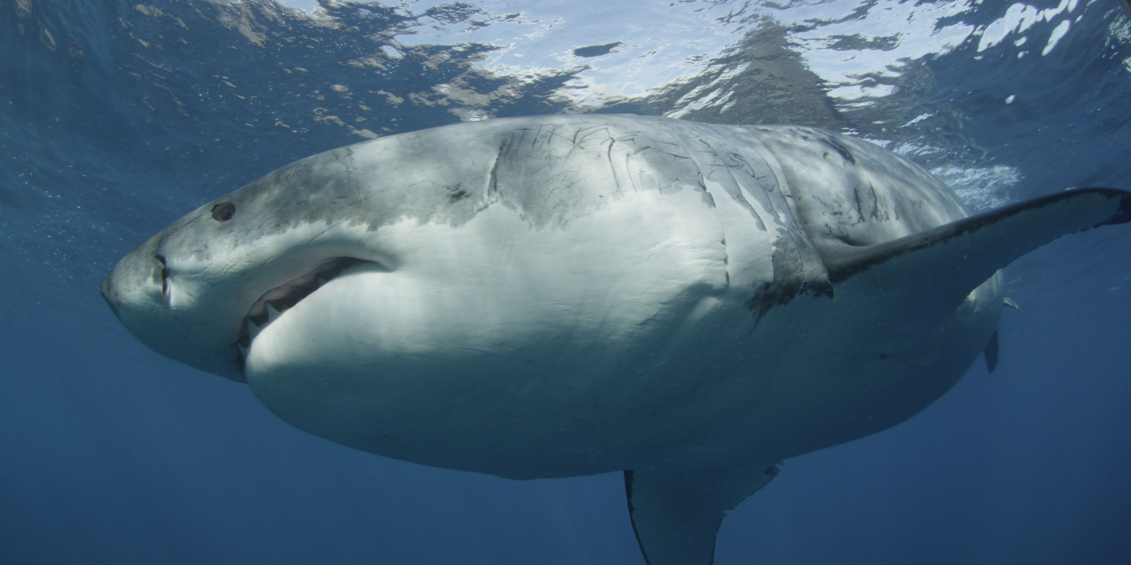 tsunami shark