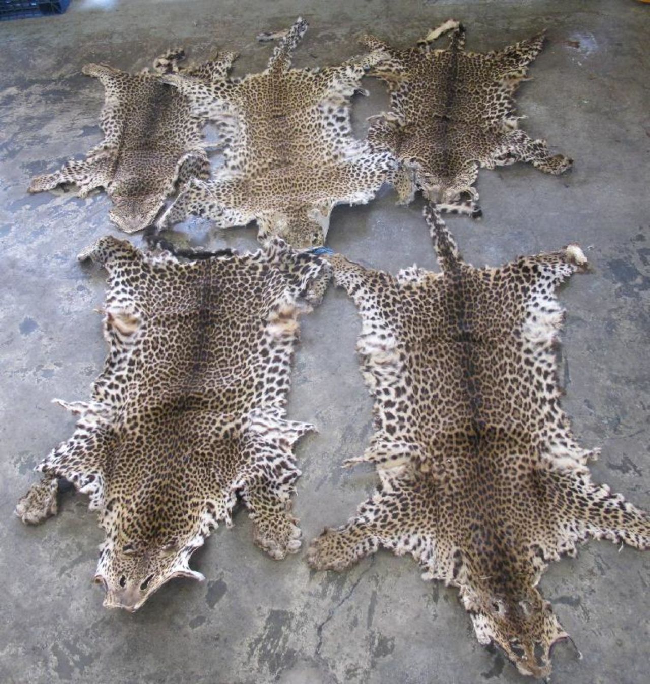 In Hong Kong's August 6 animal goods seizure, customs officials seized five leopard pelts in addition to more than 1,000 ivory tusks and rhino horns.  