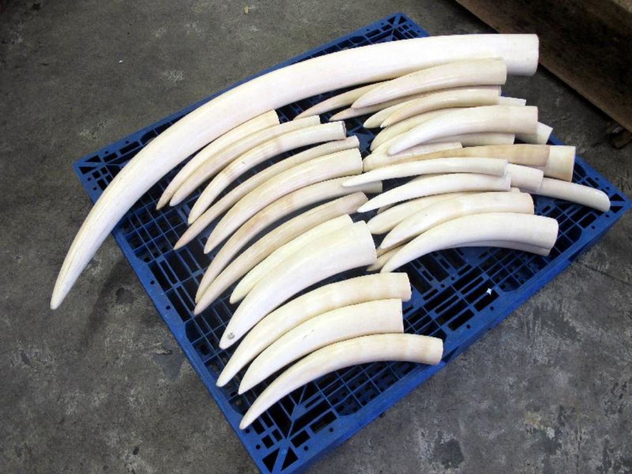 Hong Kong customs officials seized 1,120 ivory tusks in a container shipped from Nigeria on August 6, 2013. 