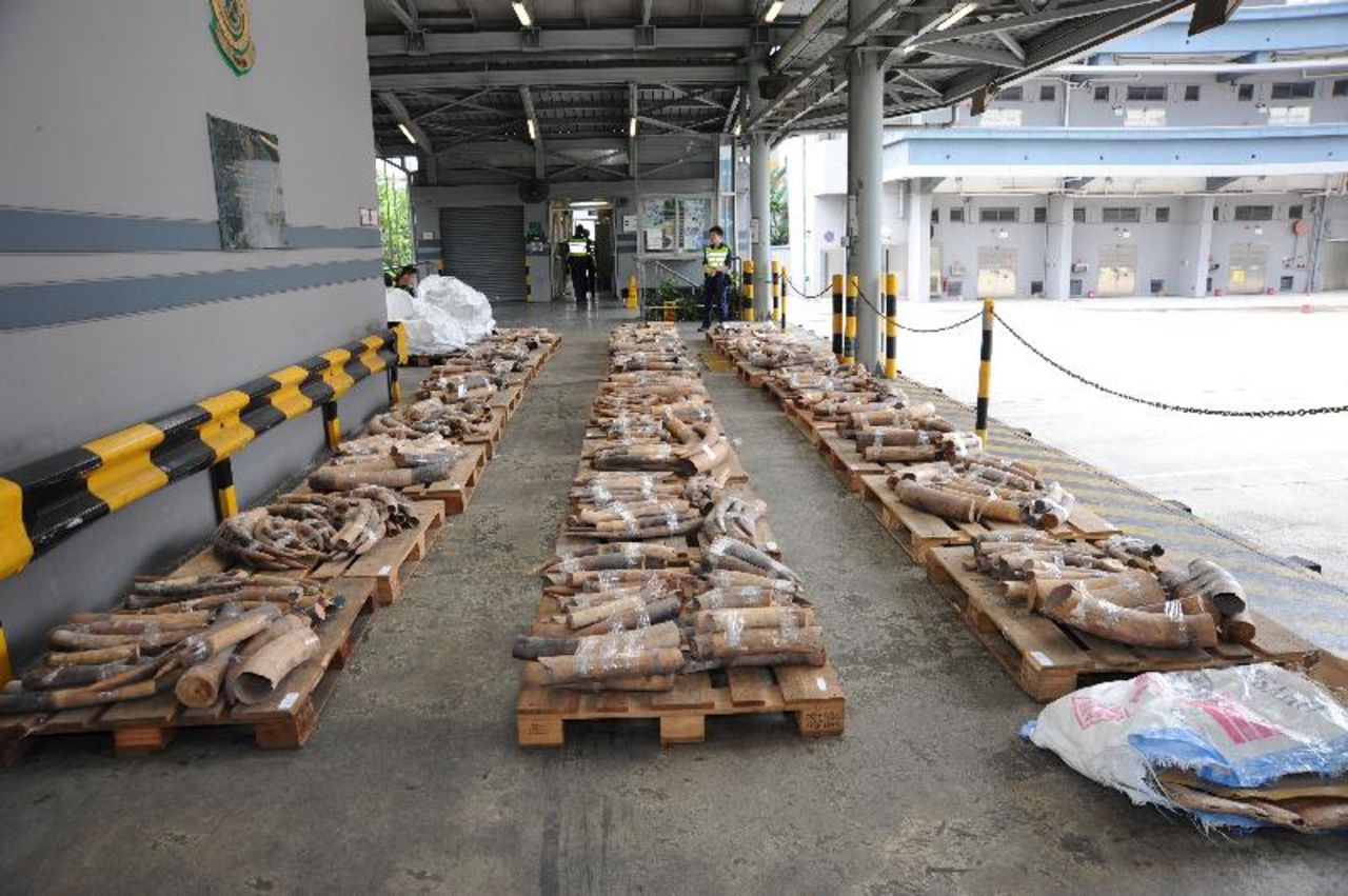 A wide shot of the nearly 1,200 ivory tusks seized by Hong Kong customs on July 19, 2013. 