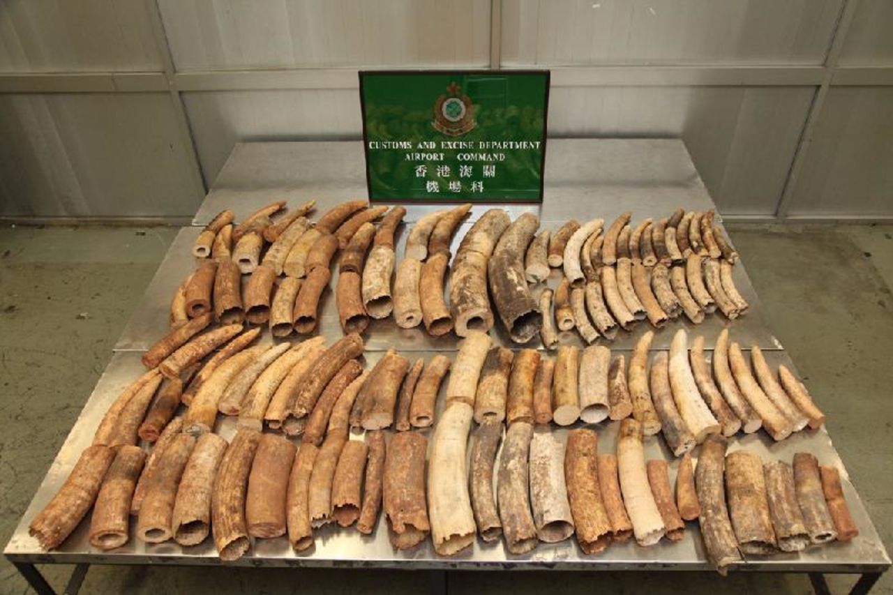 Hong Kong Customs seized 113 ivory in January 2013 at the Hong Kong International Airport. The tusks were shipped from Burundi and destined for Singapore before being discovered during Hong Kong transit.  