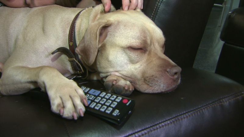 Dog best sale tv directv