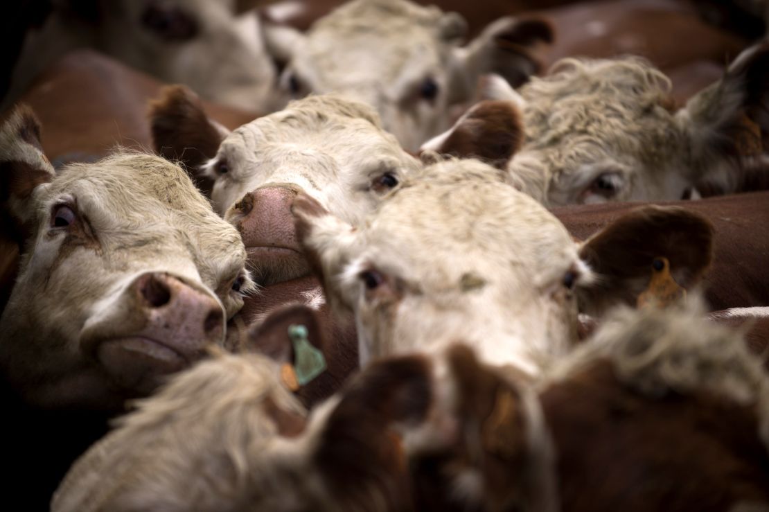 Cows are on their way to be killed. Cultured meat would eliminate the need for slaughtering animals.