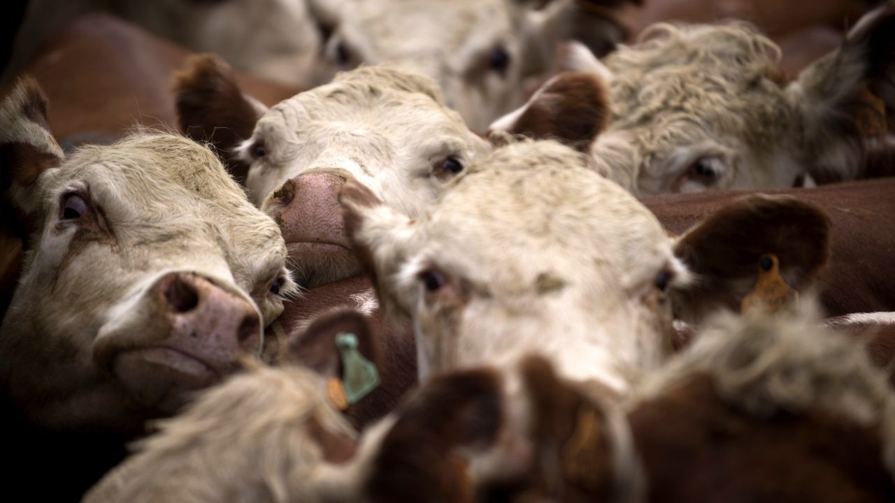 Cows are on their way to be killed. Cultured meat would eliminate the need for slaughtering animals.