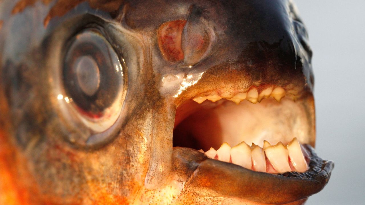 Pacus have teeth that resemble human molars and fit together in a similar bit.