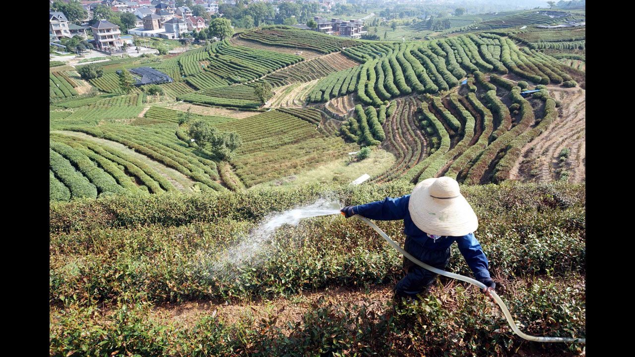 A farmer irrigates tea plants in eastern China's Zhejiang province on August 11.
