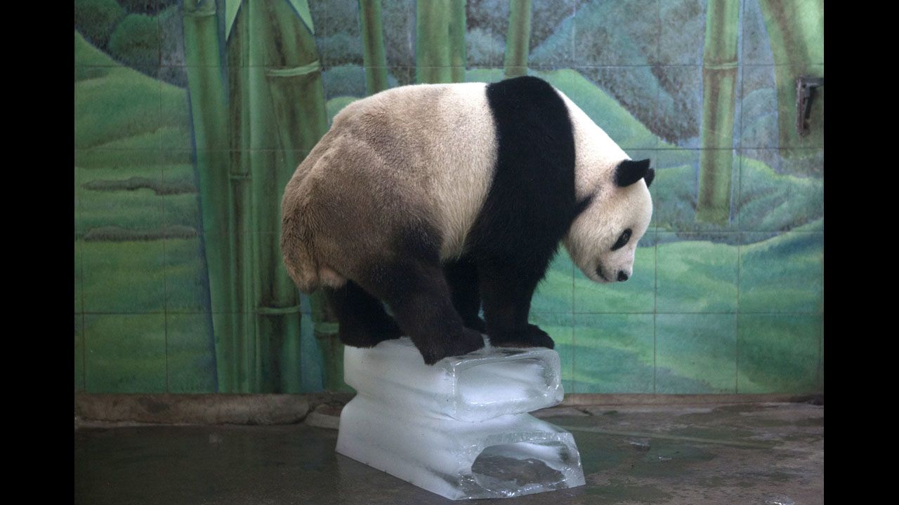 A giant panda stands on top of blocks of ice to cool off at the Wuhan Zoo in Wuhan, China, on Wednesday, August 7.