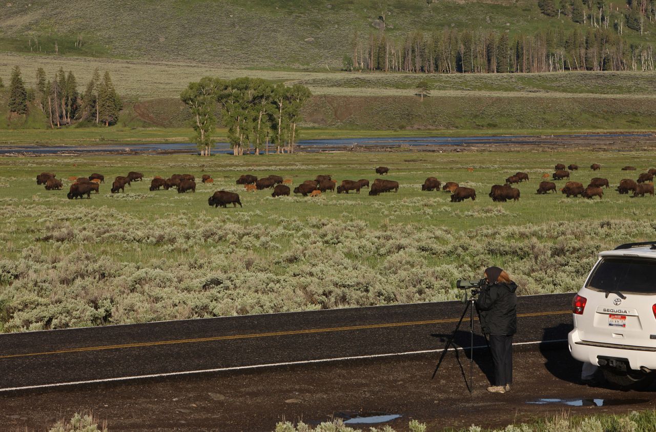 Rangers plead with with visitors to pull off the road to shoot pictures of bison (shown here in the Lamar Valley) or other wildlife that call Yellowstone home. Travelers have been known to stop their cars in the middle of the road to look at the view, or worse: look sideways to admire the nature while driving. 