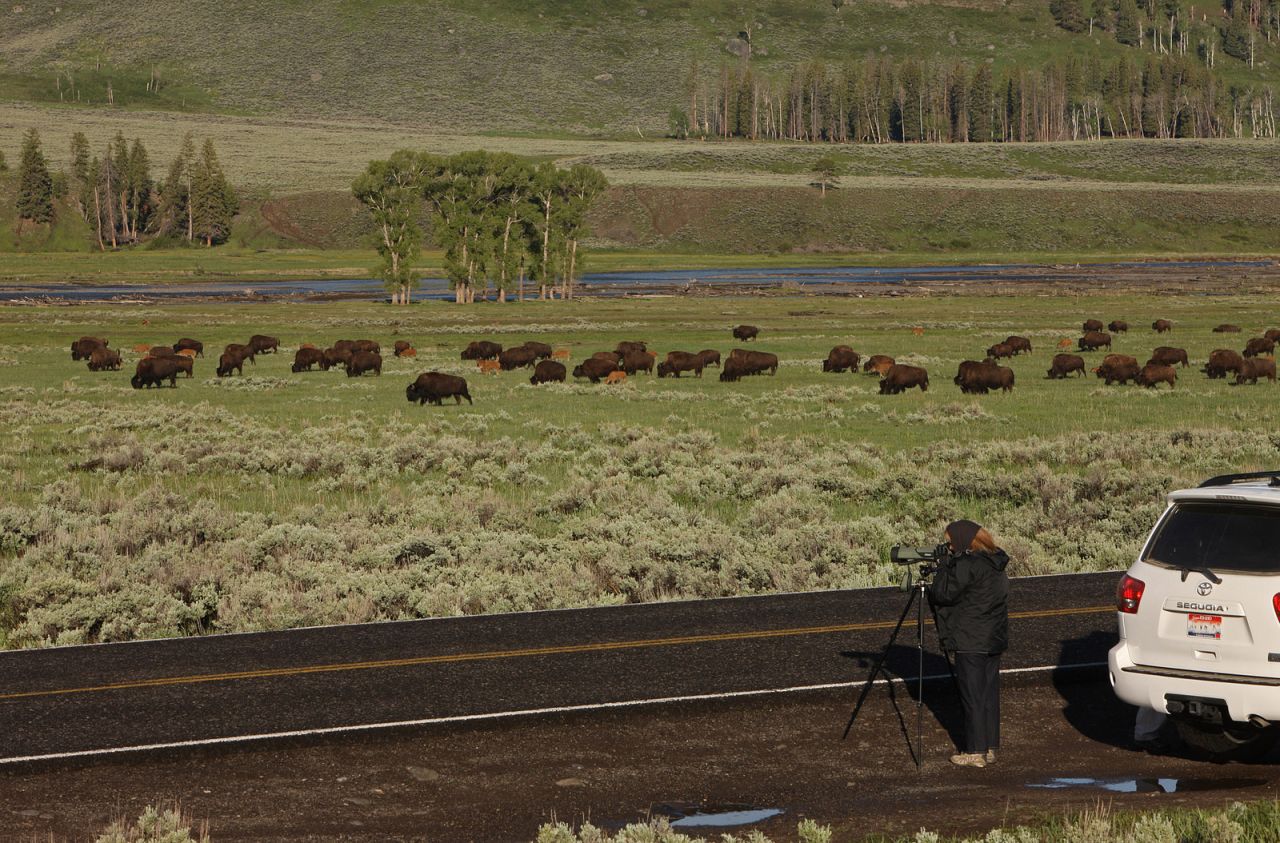 Rangers plead with with visitors to pull off the road to shoot pictures of bison (shown here in the Lamar Valley) or other wildlife that call Yellowstone home. Travelers have been known to stop their cars in the middle of the road to look at the view, or worse: look sideways to admire the nature while driving.
