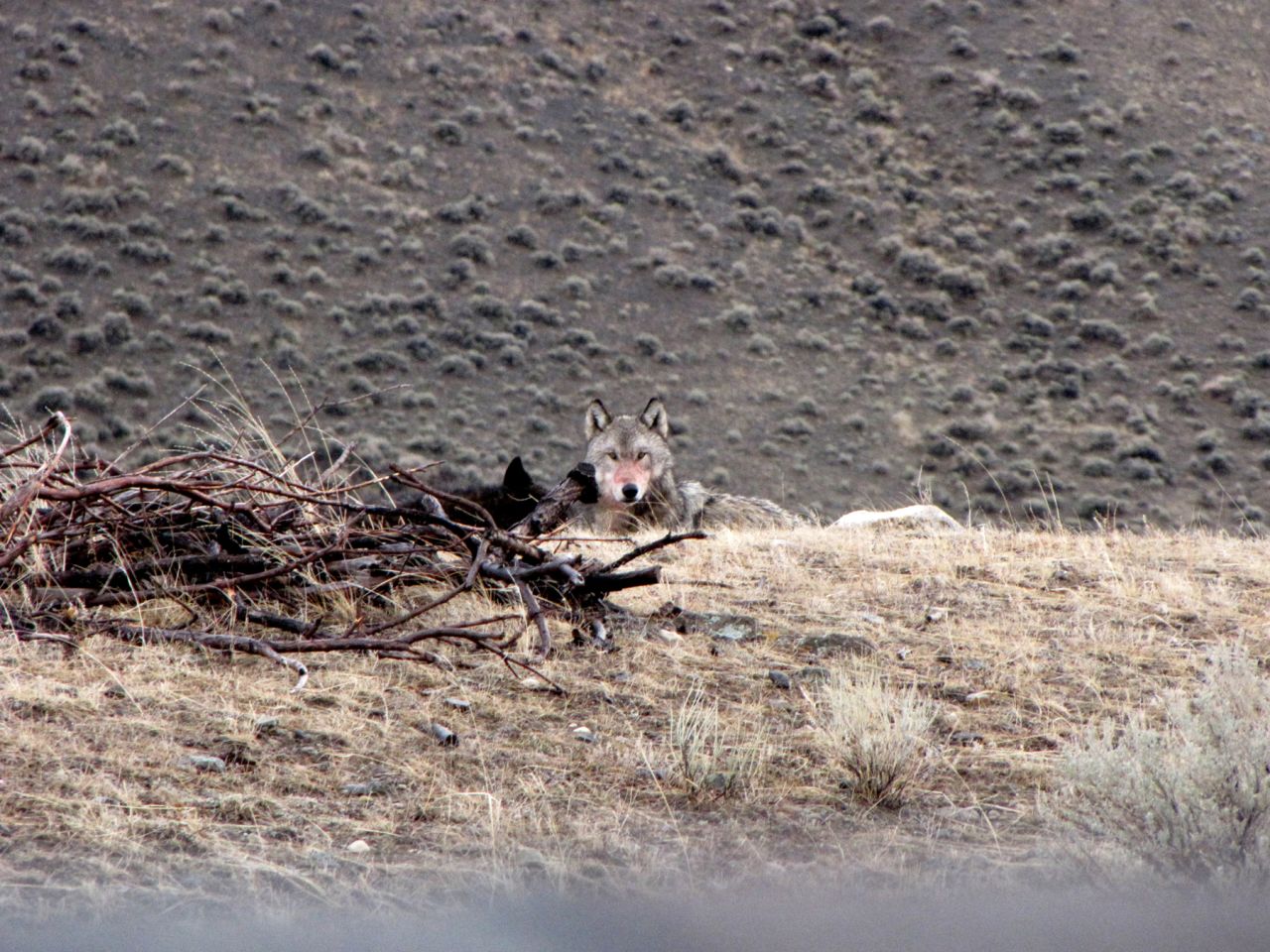 There's a good chance of spotting wolves on the drive to the Lamar Valley, Hottle says. He likes to stop at a pullout about halfway to the valley and hike into the woods, where he can sometimes see a wolf or its pack. (Hottle found this wolf in his backyard.)