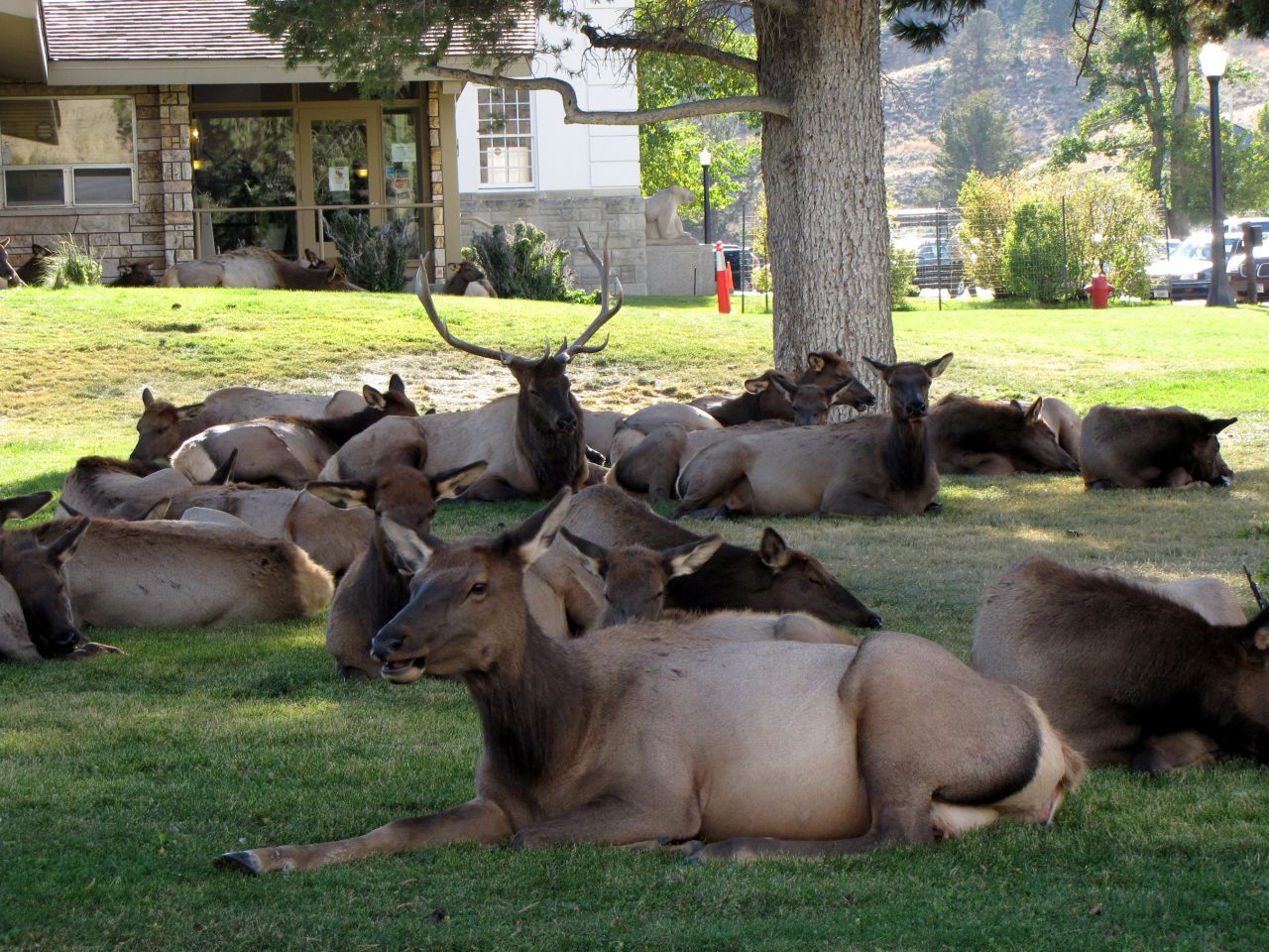 In elk mating season, which starts around September, the bulls come down from the mountains and gather up as many cows (female elk) as they can into harems. Shown here is a harem of 27 cows resting in Mammoth Hot Springs near the town post office. Visitors are cautioned to stay at least 25 yards away from the elk, which have been known to ram cars and trap people.