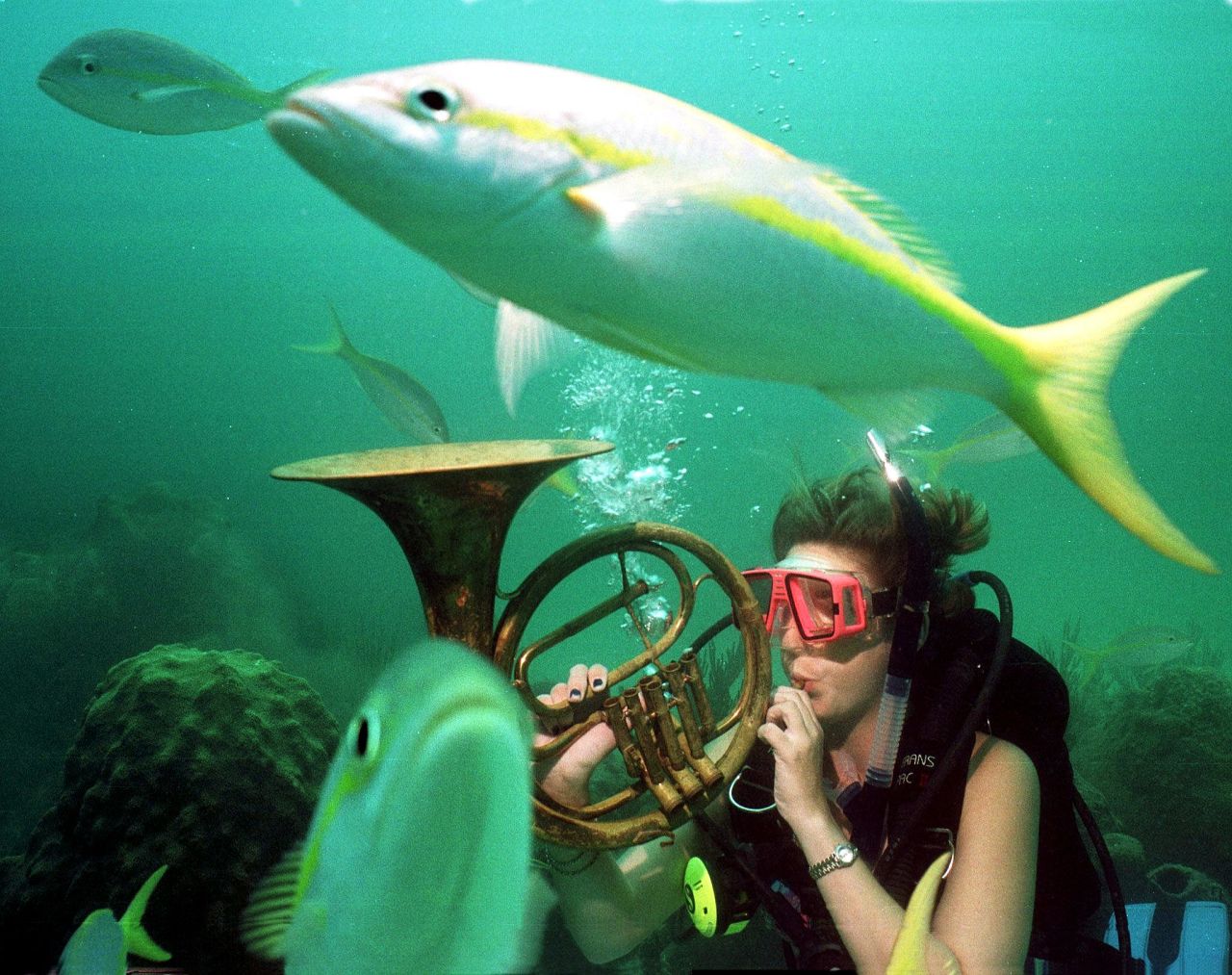 ¿Nadar o cantar con los peces? Los participantes en el festival de música submarina de Crystal Beach, en Florida, tocan música mientras bucean.