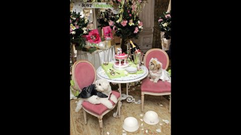 Muffin (a Shih Tzu) & Timmy (a Bichon Frise) pose for their wedding photo at a Harrods Store In London.