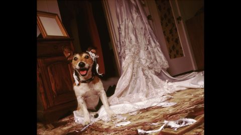 Most owners -- despite how much they love their pets -- will cop to their dog being too rambunctious to be part of the wedding ceremony.