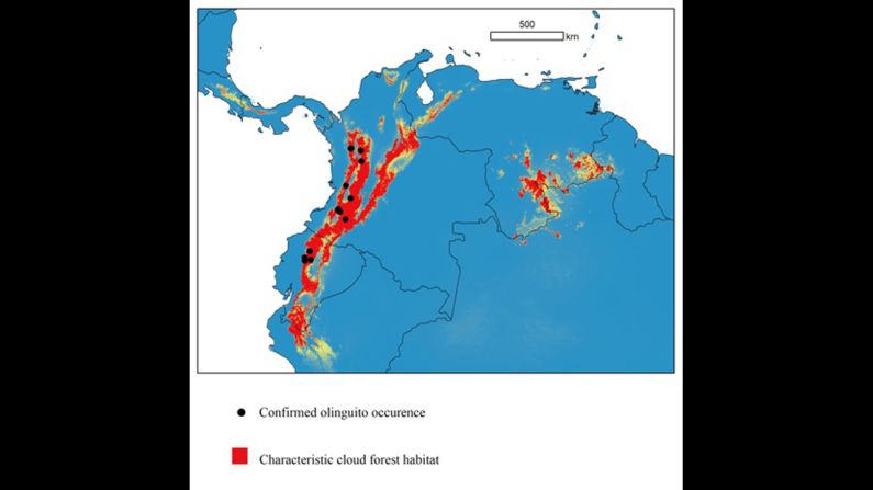 Scientists have documented the olinguito in cloud forest habitats in Colombia and Ecuador, but future research could find the species in other South American countries.