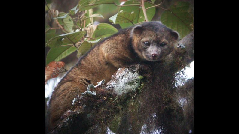 The olinguito (Bassaricyon neblina) is the first mammalian carnivore species to be discovered in the Americas in 35 years, <a href="index.php?page=&url=http%3A%2F%2Fwww.cnn.com%2F2013%2F08%2F15%2Fworld%2Famericas%2Fnew-mammal-smithsonian%2Findex.html" target="_blank">scientists at the Smithsonian Institution in Washington said</a>. 