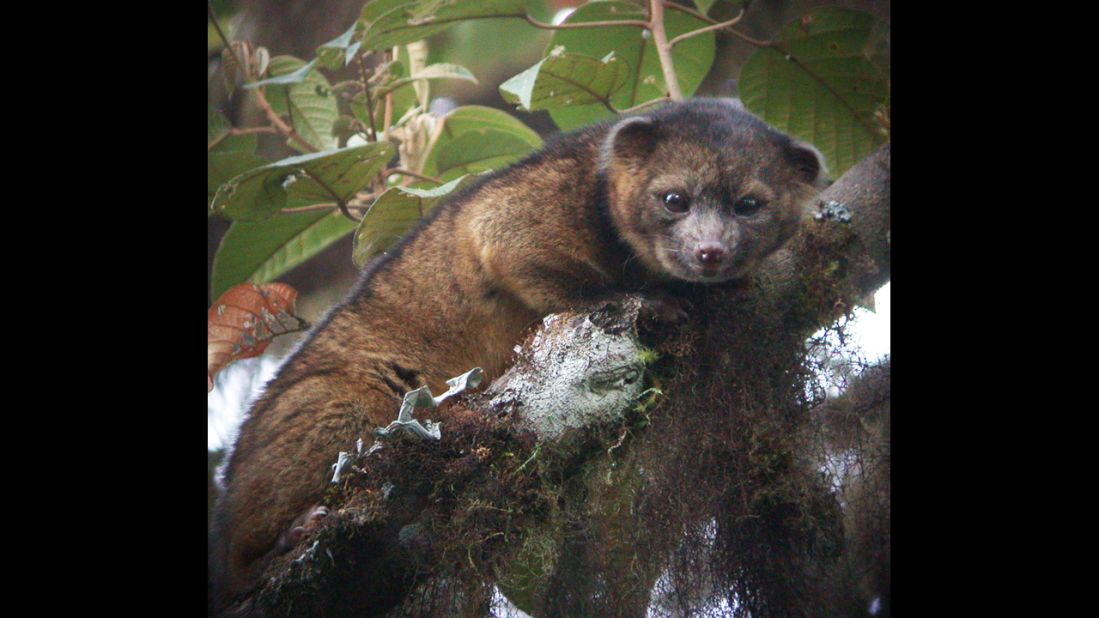 The olinguito (Bassaricyon neblina) is the first mammalian carnivore species to be discovered in the Americas in 35 years, <a href="http://www.cnn.com/2013/08/15/world/americas/new-mammal-smithsonian/index.html" target="_blank">scientists at the Smithsonian Institution in Washington said</a>. 