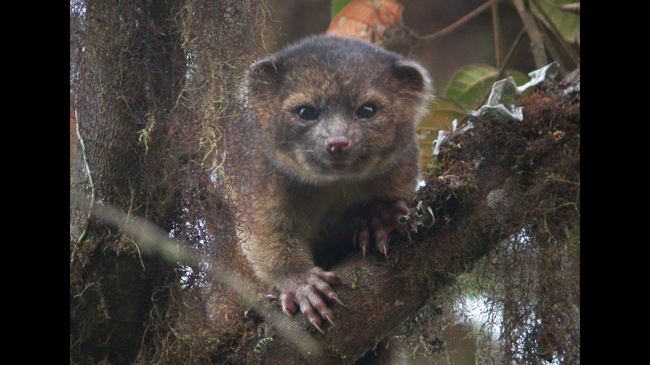 The Smithsonian announced a species called the olinguito. 