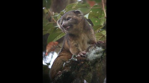 The olinguito, shown here, is smaller and has a more rounded face than the olingo. Scientists say it is the smallest member of the raccoon family. 