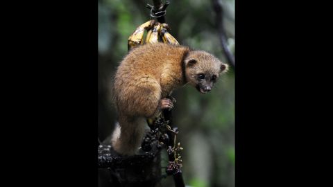 The olinguito used to be mistaken for the olingo, its sister species. Here is an olingo at the private reserve of Paz de las Aves (Peace of the Birds) near Nanegalito, Ecuador. 