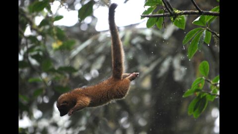 Both the olingo -- shown here -- and the olinguito live in trees. 