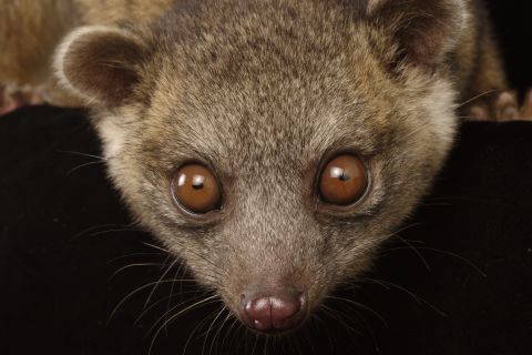 This Western lowland olingo (Bassaricyon medius) can be found in the same general geographic area as the olinguito. 