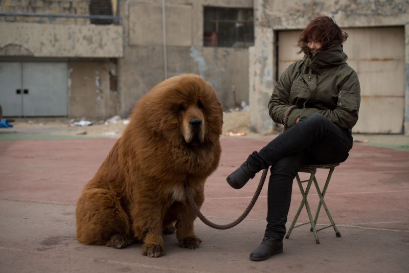 Tibetan store mastiff animals