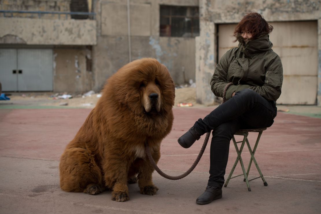 A Tibetan mastiff (not a lion).