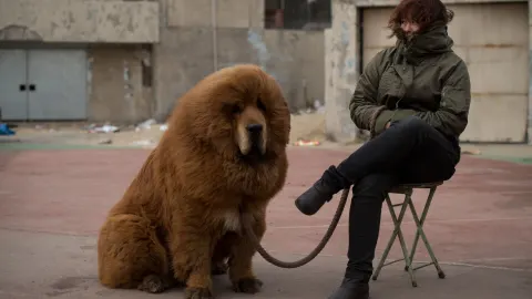 130816000507-tibetan-mastiff.jpg