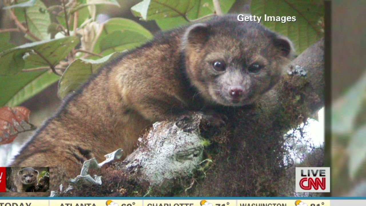 exp newday berman olinguito_00005519.jpg