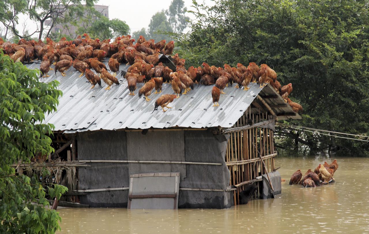 Chickens try to escape rising floodwaters after Typhoon Utor hit Maoming, in southern China, on August 15.