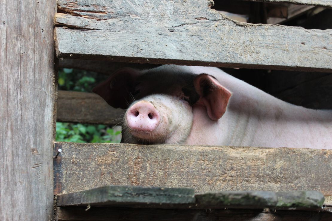 Pigs are more likely to be raised in factory farms than village barns