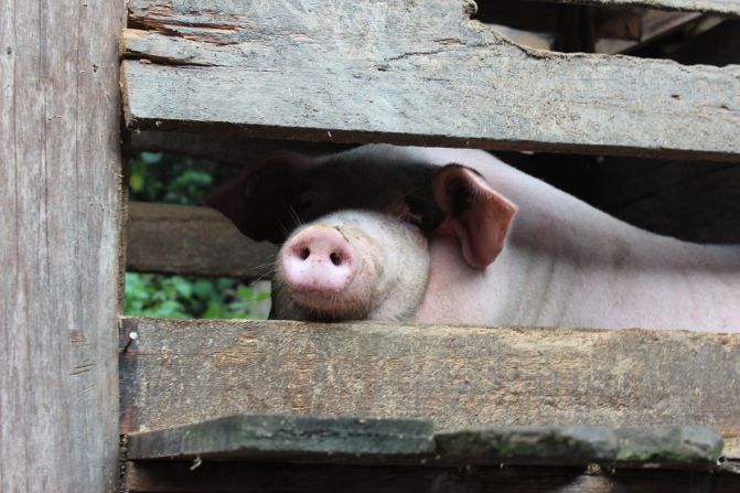 In addition to growing rice and vegetables, many families raise pigs.