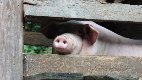 Pigs are more likely to be raised in factory farms than village barns